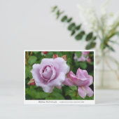 Carte Postale Rosa Novalis (Debout devant)