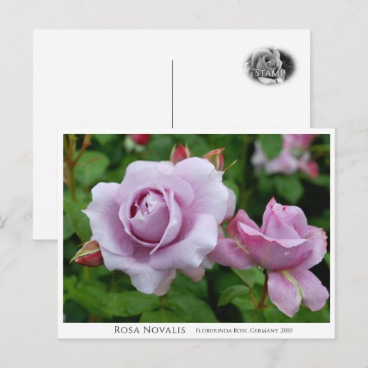 Carte Postale Rosa Novalis (Devant / Derrière)