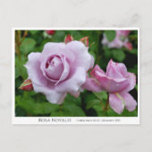 Carte Postale Rosa Novalis (Devant)