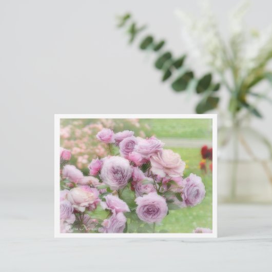 Carte Postale Rosa Novalis (Debout devant)