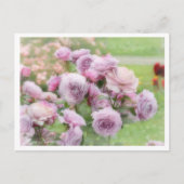 Carte Postale Rosa Novalis (Devant)