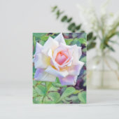 Carte Postale Rosa Ophelia [Postcard] (Debout devant)