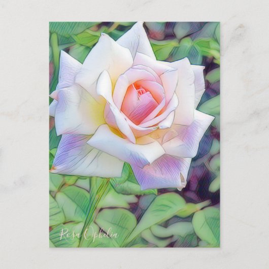 Carte Postale Rosa Ophelia [Postcard] (Devant)