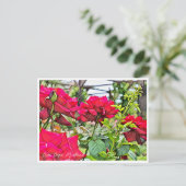 Carte Postale Rosa Papa Meilland (Debout devant)