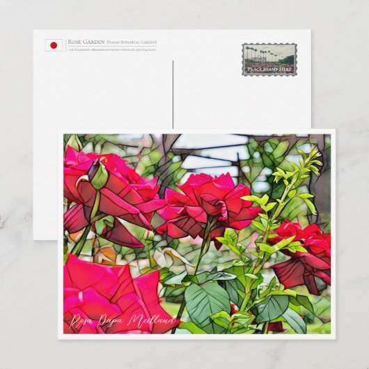 Carte Postale Rosa Papa Meilland (Devant / Derrière)