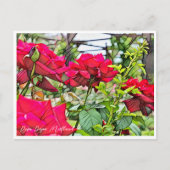 Carte Postale Rosa Papa Meilland (Devant)