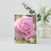 Carte Postale Rosa Pastel Mauve (Debout devant)