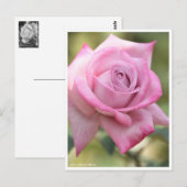 Carte Postale Rosa Pastel Mauve (Devant / Derrière)