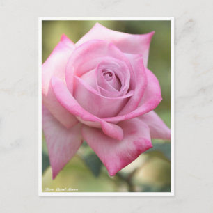 Carte Postale Rosa Pastel Mauve