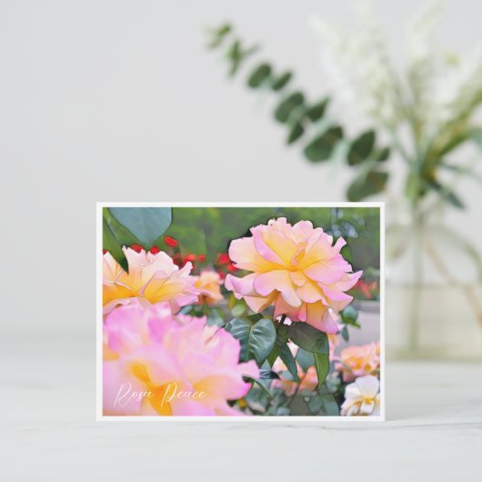 Carte Postale Rosa Peace (Debout devant)