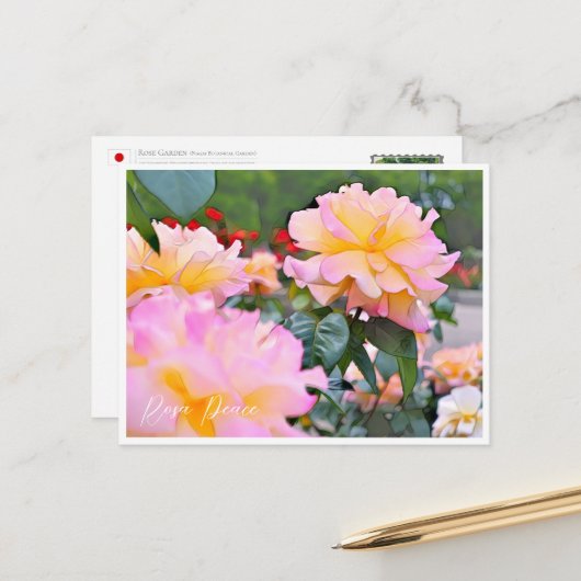 Carte Postale Rosa Peace (Devant/Arrière en situation)