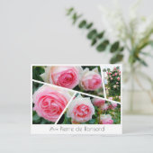 Carte Postale Rosa Pierre de Ronsard (Debout devant)