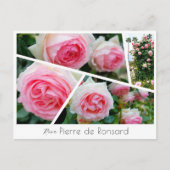 Carte Postale Rosa Pierre de Ronsard (Devant)