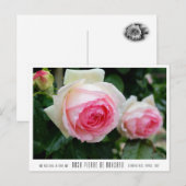 Carte Postale Rosa Pierre de Ronsard (Devant / Derrière)