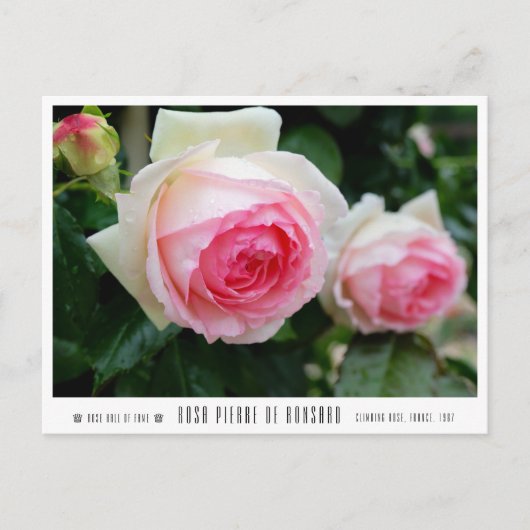 Carte Postale Rosa Pierre de Ronsard (Devant)