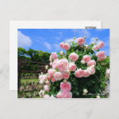 Carte Postale Rosa Pierre de Ronsard [Carte postale] (Devant / Derrière)