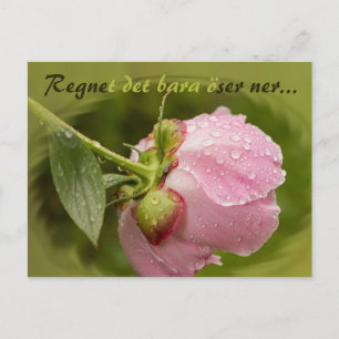 Carte Postale Rosa pion med glittrande vstewroppar CC0516