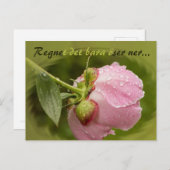 Carte Postale Rosa pion med glittrande vstewroppar CC0516 (Devant / Derrière)