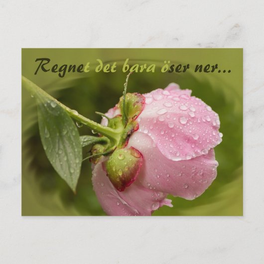 Carte Postale Rosa pion med glittrande vstewroppar CC0516 (Devant)