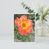 Carte Postale Rosa Playboy (Debout devant)