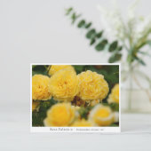 Carte Postale Rosa Polaris α (Debout devant)