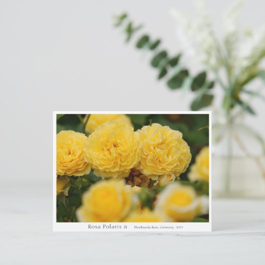 Carte Postale Rosa Polaris α (Debout devant)