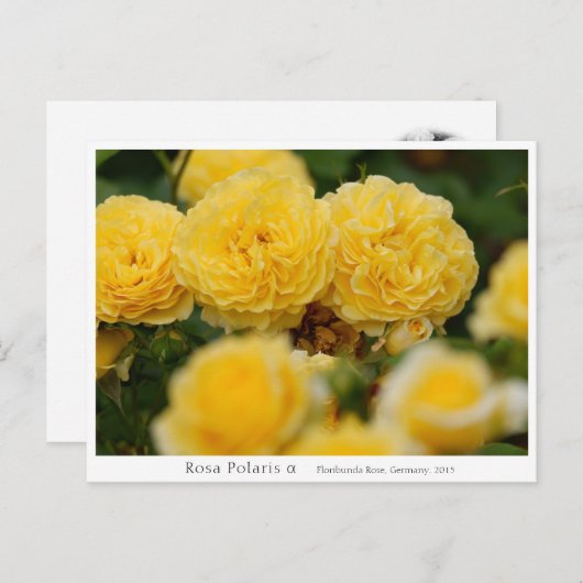 Carte Postale Rosa Polaris α (Devant / Derrière)