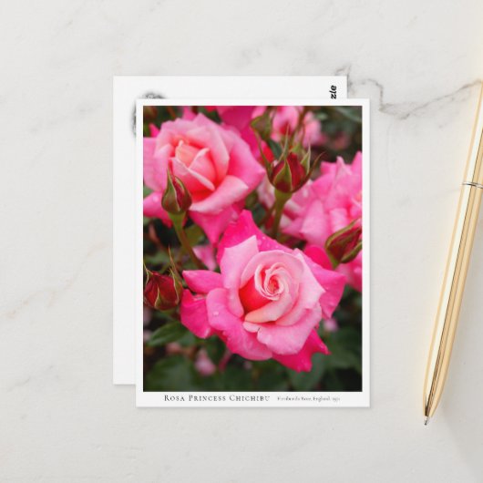 Carte Postale Rosa Princess Chichibu (Devant/Arrière en situation)