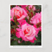 Carte Postale Rosa Princess Chichibu (Devant)