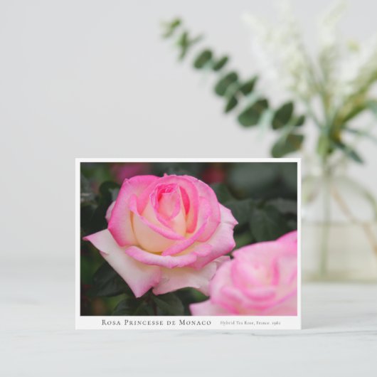 Carte Postale Rosa Princesse de Monaco (Debout devant)