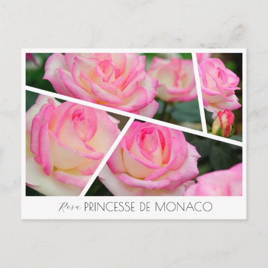Carte Postale Rosa Princesse de Monaco (Devant)