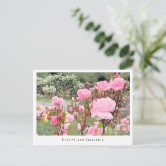 Carte Postale Rosa Queen Elizabeth (Debout devant)