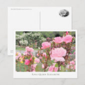 Carte Postale Rosa Queen Elizabeth (Devant / Derrière)