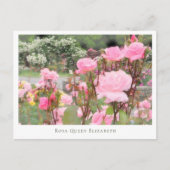 Carte Postale Rosa Queen Elizabeth (Devant)