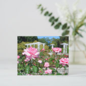 Carte Postale Rosa Queen Elizabeth (Debout devant)