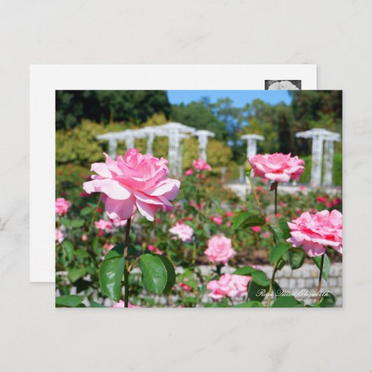 Carte Postale Rosa Queen Elizabeth (Devant / Derrière)