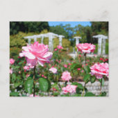 Carte Postale Rosa Queen Elizabeth (Devant)