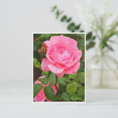 Carte Postale Rosa Queen Elizabeth (Debout devant)