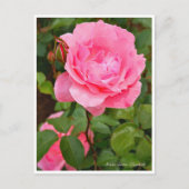 Carte Postale Rosa Queen Elizabeth (Devant)