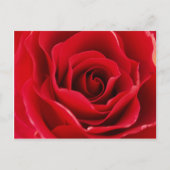 Carte Postale Rosa roja (Devant)