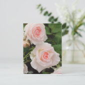 Carte Postale Rosa Rose (Debout devant)