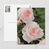 Carte Postale Rosa Rose (Devant / Derrière)