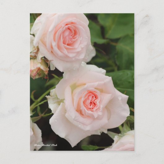 Carte Postale Rosa Rose (Devant)