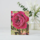 Carte Postale Rosa Rouge Royale [Carte postale] (Debout devant)
