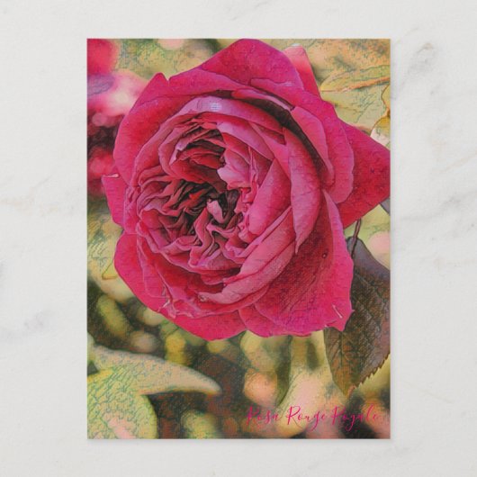 Carte Postale Rosa Rouge Royale [Carte postale] (Devant)