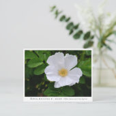 Carte Postale Rosa rugosa (Debout devant)