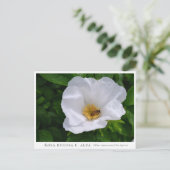 Carte Postale Rosa rugosa (Debout devant)
