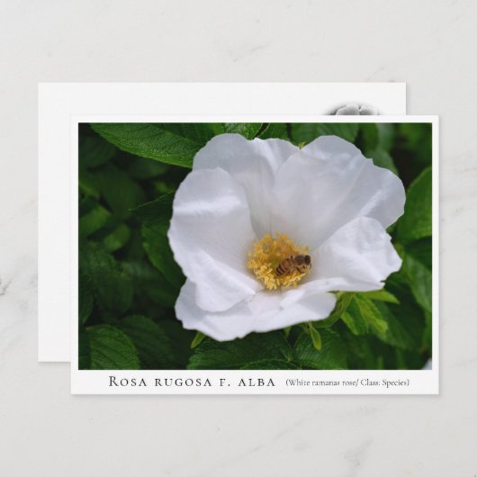 Carte Postale Rosa rugosa (Devant / Derrière)
