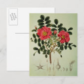 Carte Postale Rosa rugosa, de 'Flora Japonica' (Devant / Derrière)