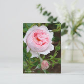 Carte Postale Rosa Scepter'd Isle [Carte postale] (Debout devant)